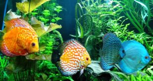 Update Harga Ikan Discus per ekor Terbaru Bulan Ini