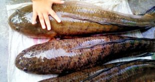 Update Harga Ikan Gabus Per Kilo Terbaru Bulan Ini (1)