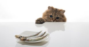 Update Harga Vitamin Kucing Terbaru Minggu Ini