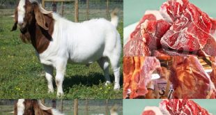Harga Daging Kambing Per Kg Terbaru