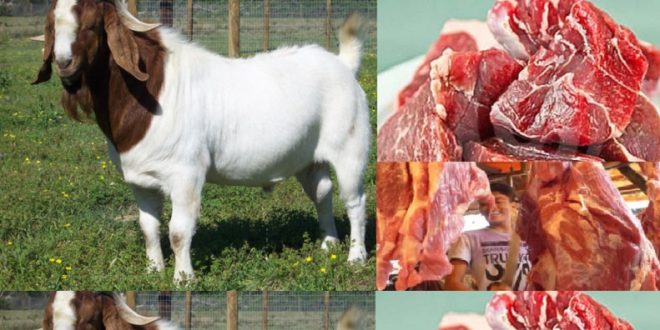 Harga Daging Kambing Per Kg Terbaru