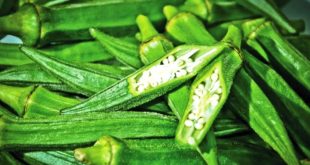 Harga Kacang Bendi Terbaru Bulan Ini