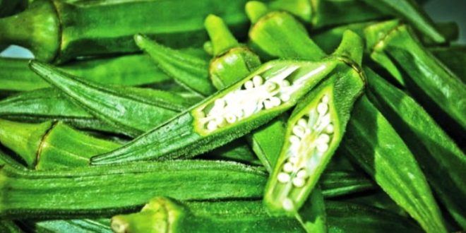 Harga Kacang Bendi Terbaru Bulan Ini