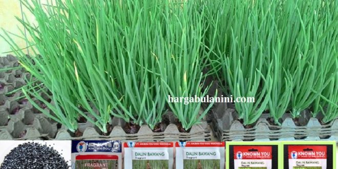 Harga Bibit Bawang Daun Terbaru