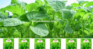 Harga Bibit Bayam Terbaru