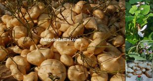 Harga Bibit Bengkuang Terbaru