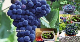 Harga Bibit Blueberry Terbaru