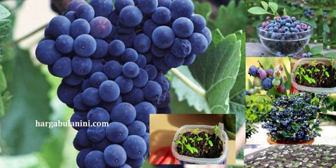 Harga Bibit Blueberry Terbaru
