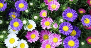 Harga Bibit Bunga Aster Terbaru Tips Merawat Menanam