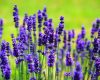 Harga Bibit Bunga Lavender Terbaru Cara Merawat Menanam