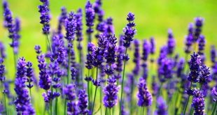 Harga Bibit Bunga Lavender Terbaru Cara Merawat Menanam