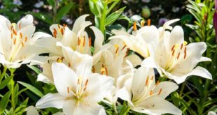 Harga Bibit Bunga Lily Terbaru