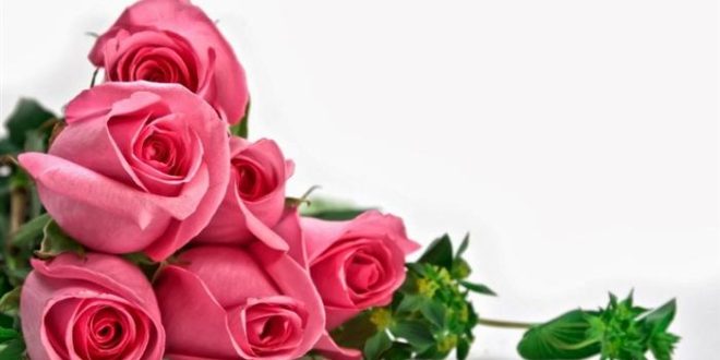 Harga Bibit Bunga Mawar Terbaru