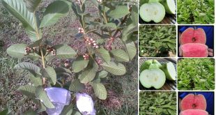 Harga Bibit Jambu Biji Terbaru