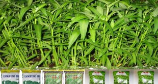 Harga Bibit Kangkung Terbaru