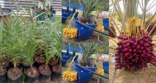 Harga Bibit Kurma Terbaru