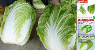 Harga Bibit Sawi Putih Terbaru