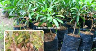 Harga Bibit Sawo Terbaru