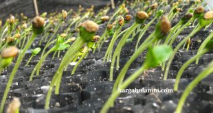 Harga Bibit Semangka Terbaru
