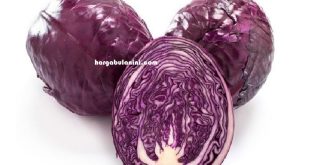 Harga Kubis Ungu Terbaru