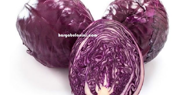 Harga Kubis Ungu Terbaru