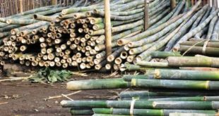 Update Harga Bambu Terbaru