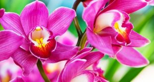 Update Harga Bibit Bunga Anggrek Terbaru