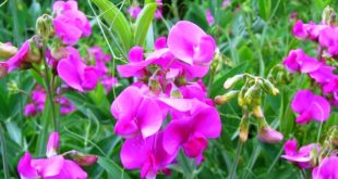 Update Harga Bibit Bunga Sweet Pea Terbaru