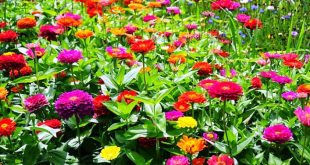 Update Harga Bibit Bunga Zinnia Terbaru