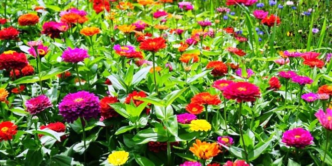 Update Harga Bibit Bunga Zinnia Terbaru
