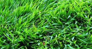 Update Harga Bibit Rumput Jepang Terbaru