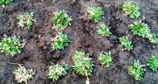Update Harga Rumput Gajah per Kilo Terbaru