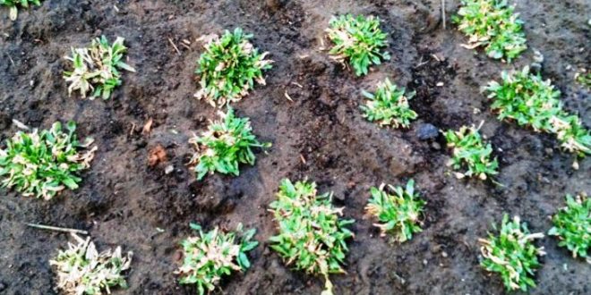 Update Harga Rumput Gajah per Kilo Terbaru