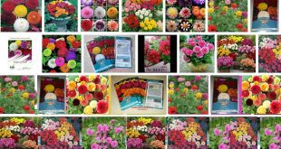 Harga Bibit Bunga Dahlia Terbaru