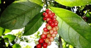 Harga Buah Buni Terbaru Di Pasaran Bulan Ini