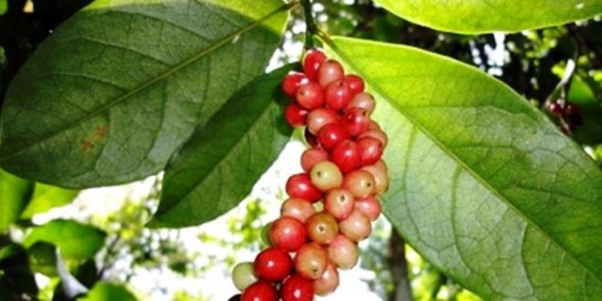Harga Buah Buni Terbaru Di Pasaran Bulan Ini