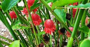 Harga Buah Kecombrang Terkini Bulan Ini
