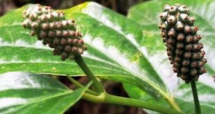 Harga Buah Kemukus Terbaru Bulan Ini
