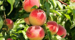 Harga Buah Persih Terbaru Bulan Ini