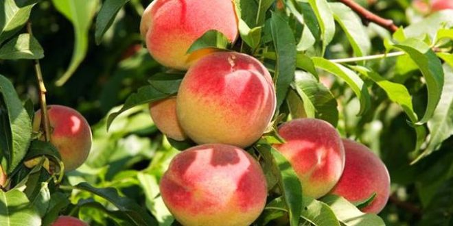 Harga Buah Persih Terbaru Bulan Ini