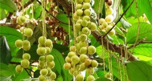 Harga Buah Rambai Terbaru Bulan Ini