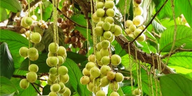 Harga Buah Rambai Terbaru Bulan Ini