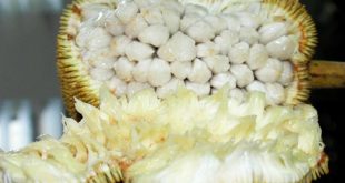 Harga Buah Terap Terbaru Bulan Ini