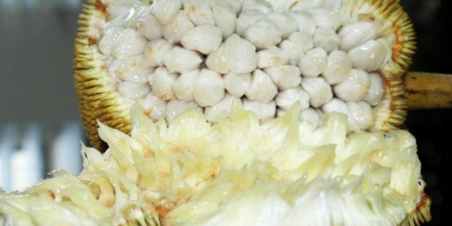 Harga Buah Terap Terbaru Bulan Ini