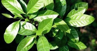 Harga Daun Salam Per Lembar Terbaru
