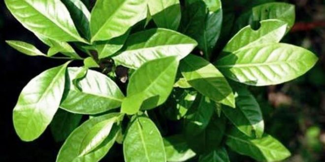 Harga Daun Salam Per Lembar Terbaru
