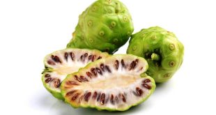 Harga Tanaman Mengkudu Terkini