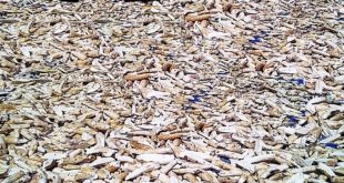 Harga Tepung Gaplek Terbaru Bulan Ini