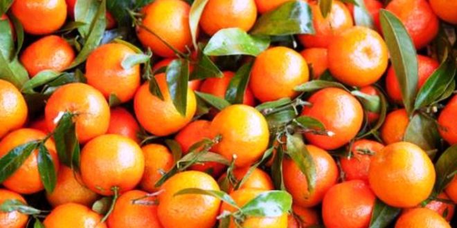 Daftar Harga Jeruk Terbaru Bulan Ini