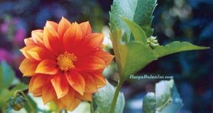 Harga Bunga Dahlia Unwins Terbaru